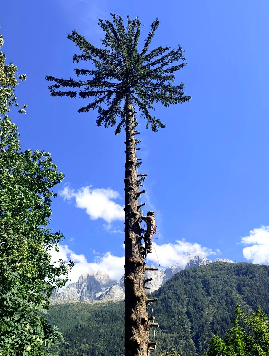 Intervention en hauteur dans un épicéa, face au massif du Mont-Blanc