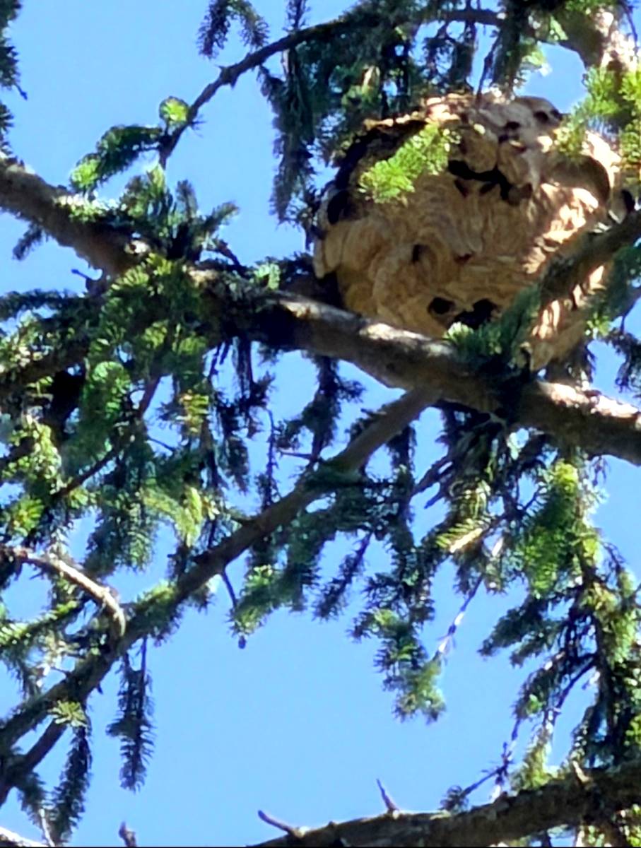 Gros nid de frelons asiatiques dans les branches d’un conifère