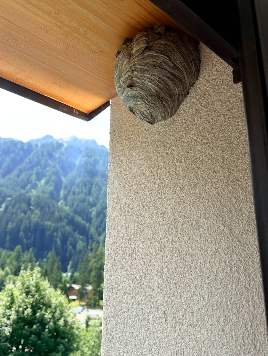 Nid de guêpes sous un balcon, face aux montagnes de la vallée