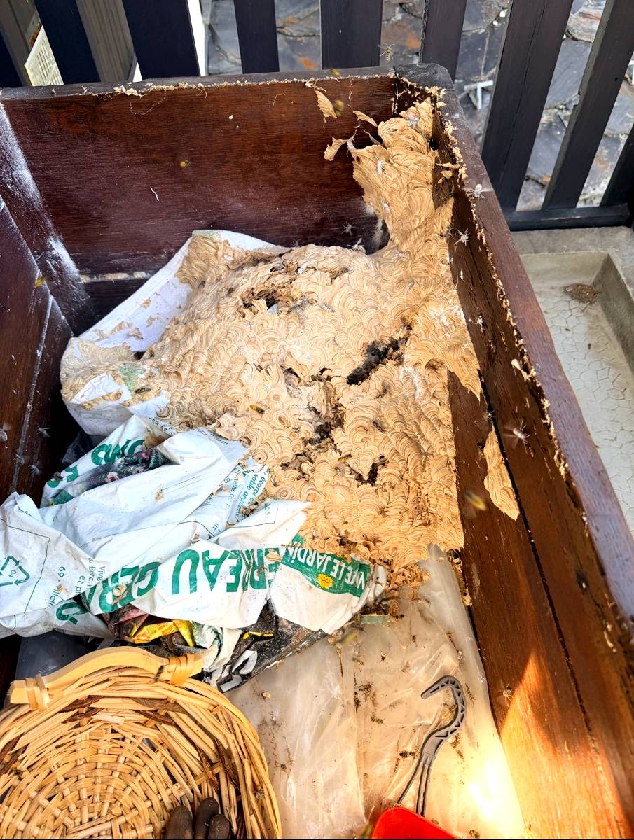 Nid de guêpes découvert dans un coffre en bois sur un balcon