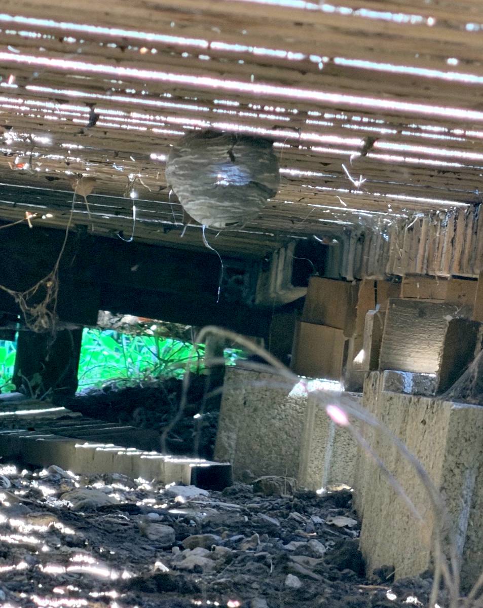Nid suspendu sous une terrasse en bois