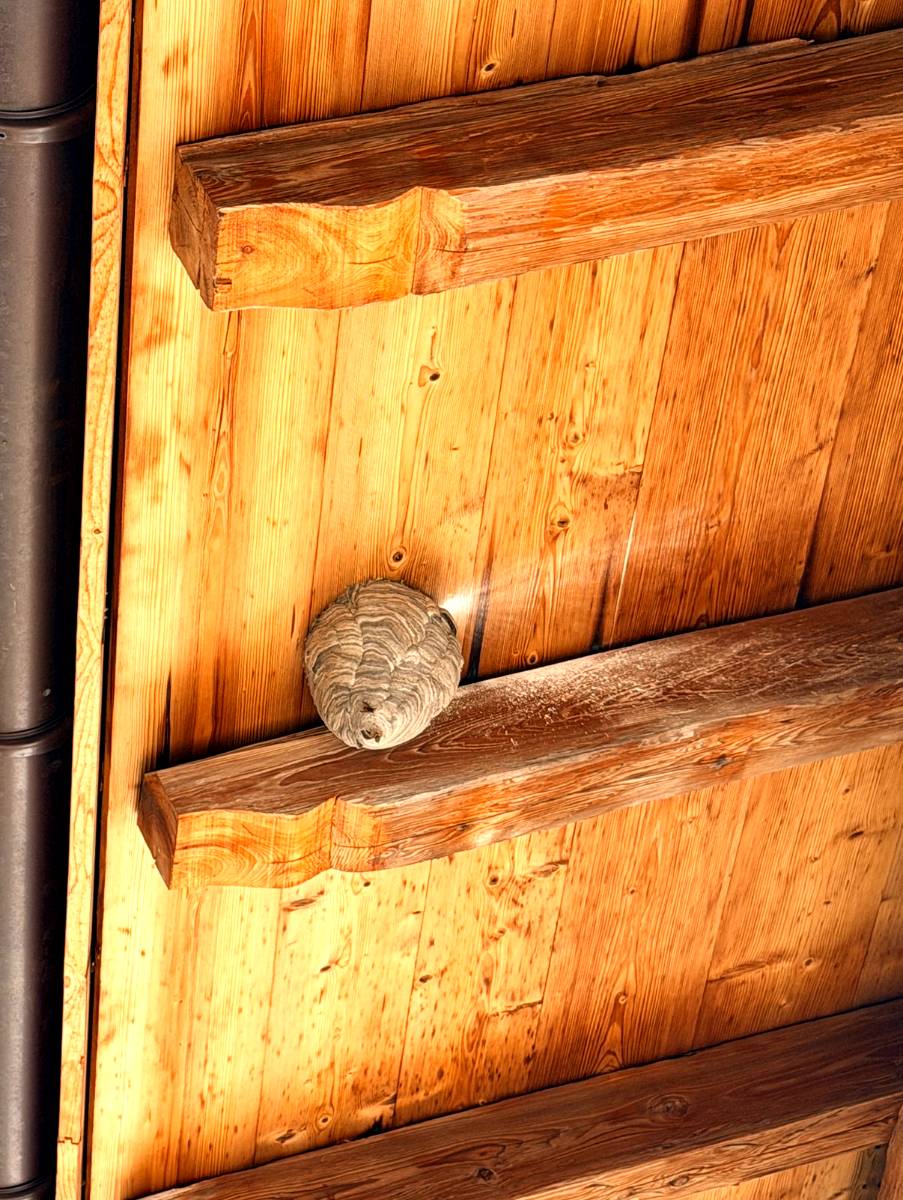 Traitement d’un nid sous l’avant-toit d’un chalet : la poudre est appliquée à l’entrée